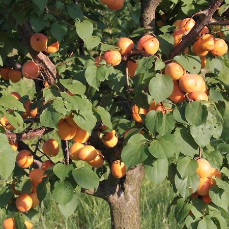 Agriturismo I Ciliegi Appartamento Ginestra Montignano Zewnętrze zdjęcie