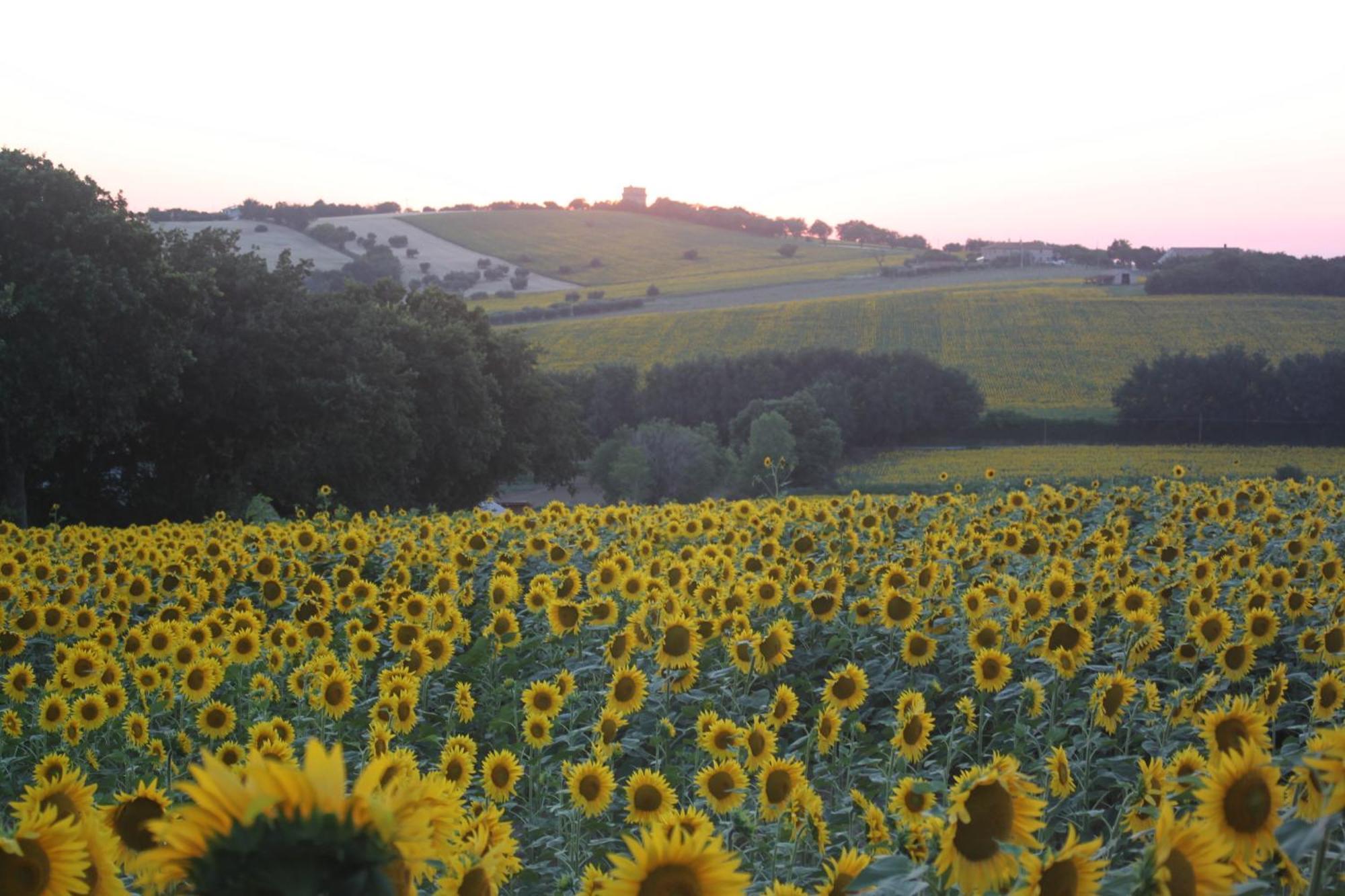 Agriturismo I Ciliegi Appartamento Ginestra Montignano Zewnętrze zdjęcie