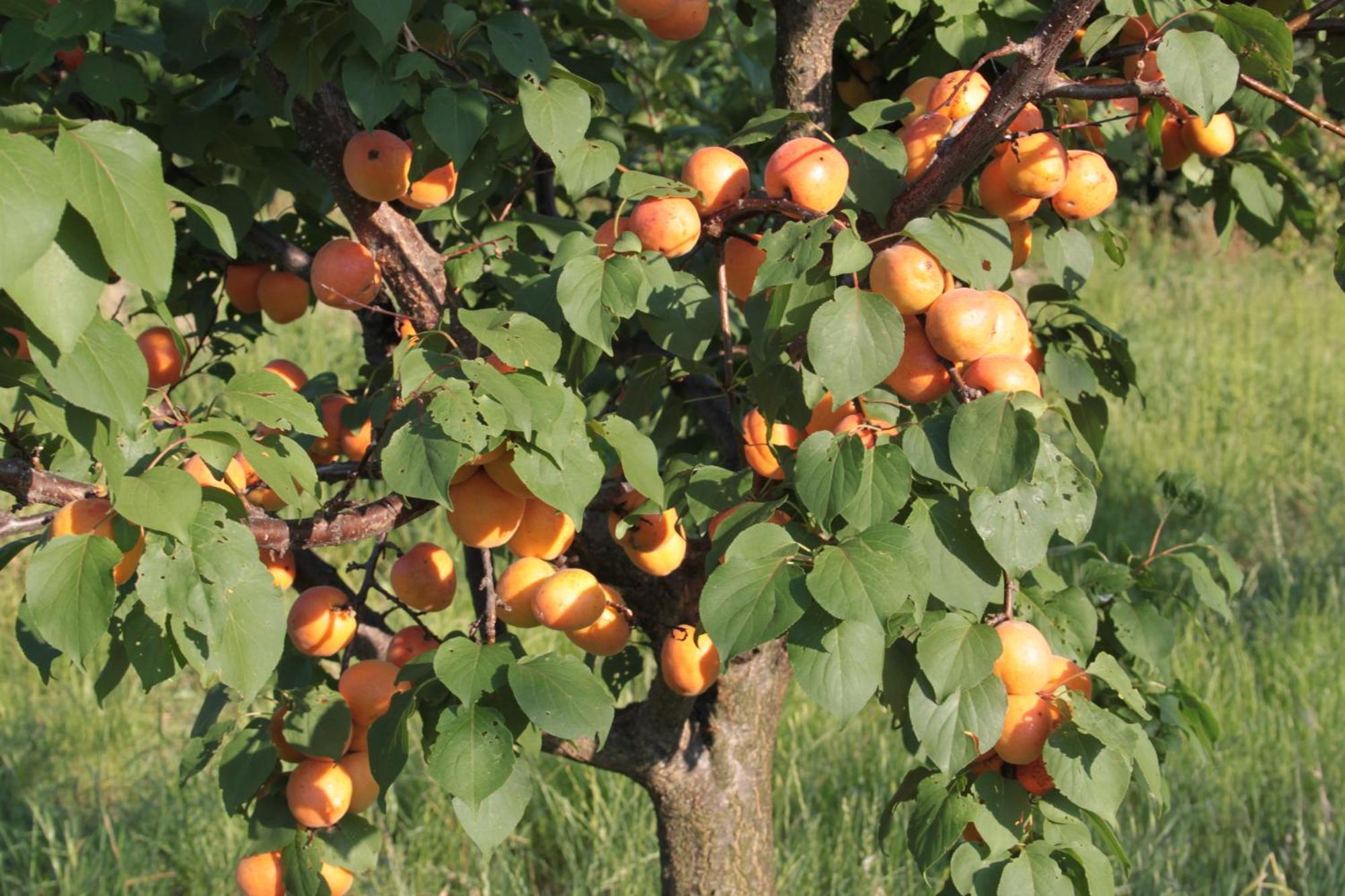 Agriturismo I Ciliegi Appartamento Ginestra Montignano Zewnętrze zdjęcie